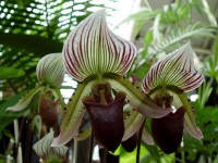 orchideje rodu Paphiopedilum