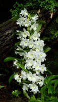 Orchideje ve skleníku Fata Morgana
