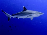 Setkání se žralokem je na Tahiti zcela běžnou záležitostí