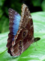 Do tropického skleníku Fata Morgana přiletí motýli