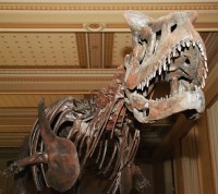 Dinosauři z Argentiny v Národním muzeu