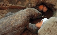 Největší ještěr světa, varan komodský, se úspěšně rozmnožuje v Zoo Praha