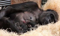 Zoo Praha hledá jméno pro narozenou gorilu