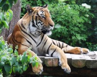 Tygří den v Zoo Praha