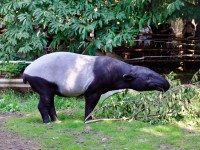 Samec tapíra Niko (Autor: Jiří Trojánek)